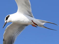 (Forster's Tern) hovering