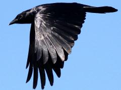 (Fish Crow) flying downstroke