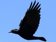 (Fish Crow) flying upstroke