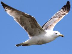 (Herring Gull) juvenile gliding