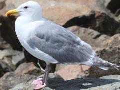 (Glaucous-winged Gull) standing