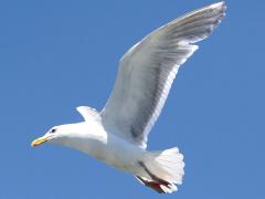 (Glaucous-winged Gull) flapping
