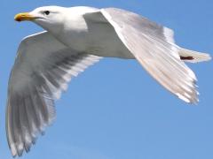 (Glaucous-winged Gull) flying downstroke