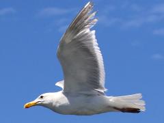 (Glaucous-winged Gull) flying upstroke