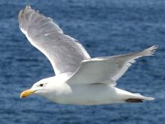 (Glaucous-winged Gull) glides