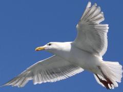 (Glaucous-winged Gull) hovers