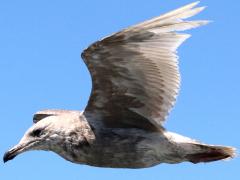 (Glaucous-winged Gull) juvenile flying