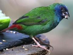 (Tricolored Parrotfinch) standing