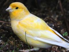 (Atlantic Canary) yellow