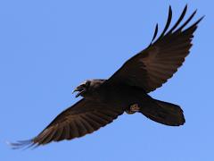 (Common Raven) flying