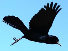 (Boat-tailed Grackle) male flapping