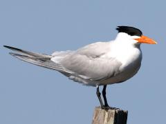 (Royal Tern) standing