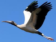 (Wood Stork) flapping