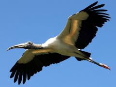 (Wood Stork) gliding
