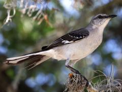 (Northern Mockingbird) lateral