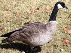 (Cackling Goose) standing