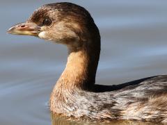 (Pied-billed Grebe) lateral