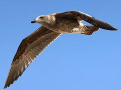 (Western Gull) juvenile flying downstroke