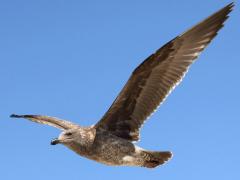 (Western Gull) juvenile flying upstroke