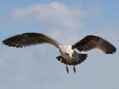 (Western Gull) juvenile landing