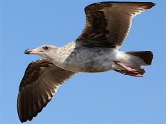 (Western Gull) juvenile soaring