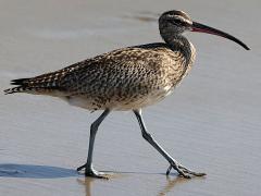 (Hudsonian Whimbrel) walking