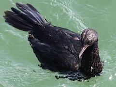 (Pelagic Cormorant) floating