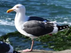(Western Gull) standing