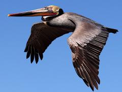 (Brown Pelican) flying downstroke