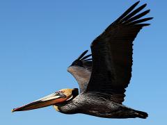 (Brown Pelican) flying upstroke