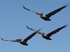 (Brown Pelican) formation flying