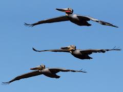 (Brown Pelican) formation gliding