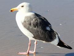 (Western Gull) standing