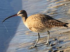 (Hudsonian Whimbrel) drooling