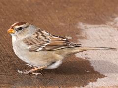 (White-crowned Sparrow) juvenile crouching