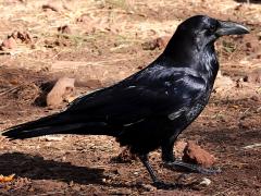 (Common Raven) standing