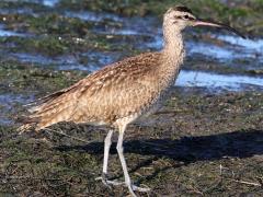(Hudsonian Whimbrel) standing