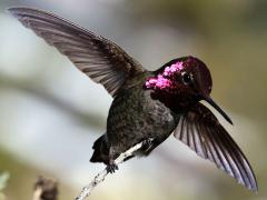 (Anna's Hummingbird) male flaps