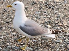 (Short-billed Gull) walking