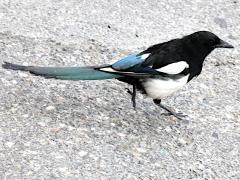 (Black-billed Magpie) walking