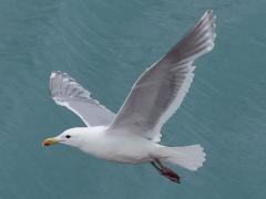 (Glaucous-winged Gull) flapping