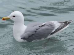 (Glaucous-winged Gull) floating