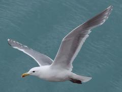 (Glaucous-winged Gull) flying