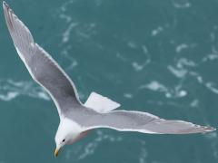 (Glaucous-winged Gull) gliding