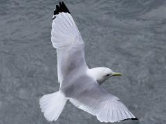(Black-legged Kittiwake) dorsal