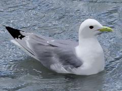 (Black-legged Kittiwake) floating
