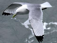 (Black-legged Kittiwake) flying downstroke