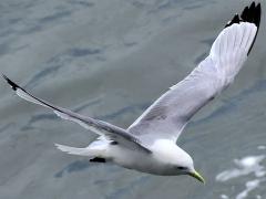 (Black-legged Kittiwake) gliding