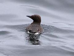(Common Murre) swimming