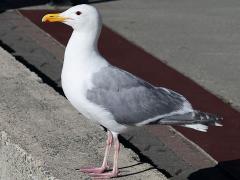 (Glaucous-winged Gull) occidentalis profile